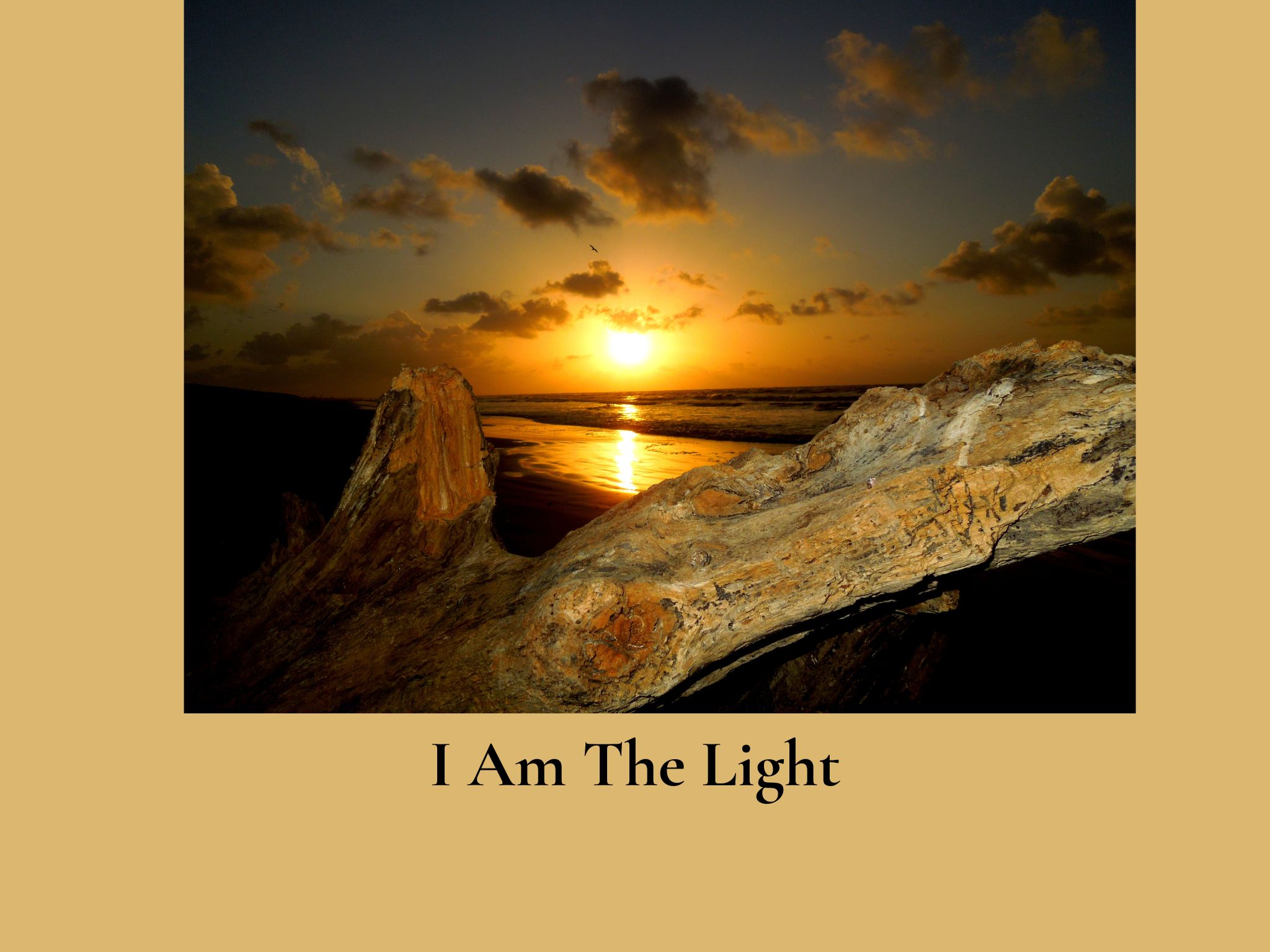 I Am the Light Gulf sunrise and driftwood photograph