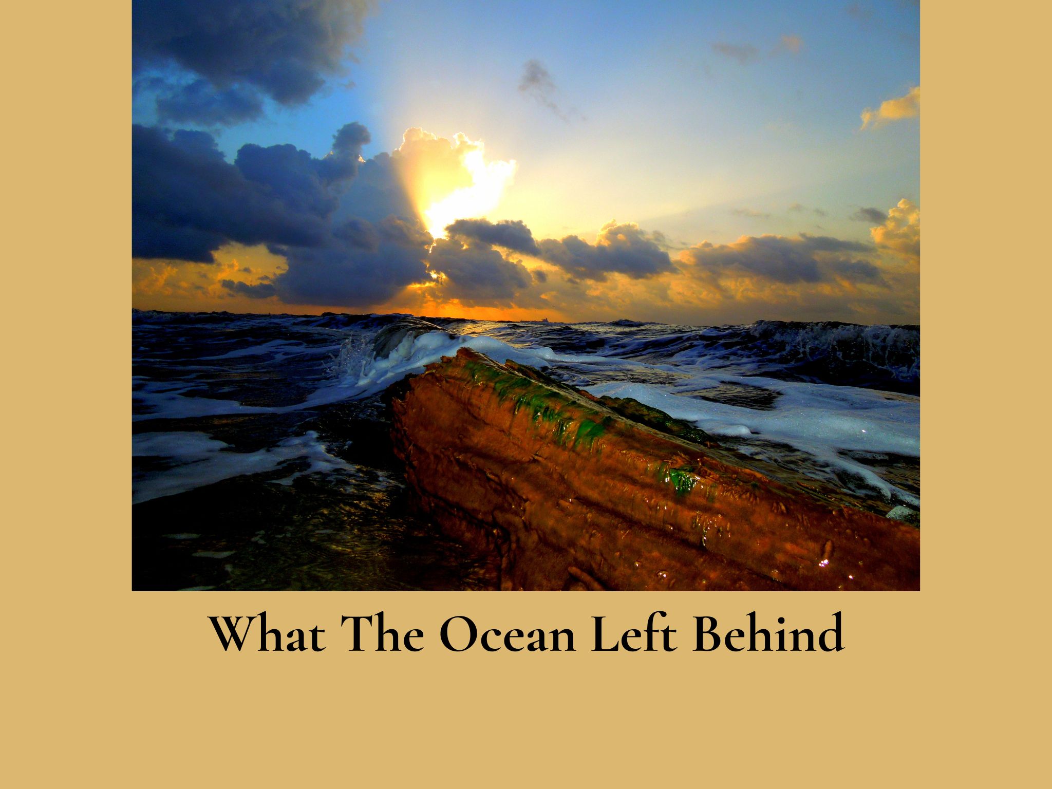 What the Ocean Left Behind Gulf sunrise and driftwood photograph